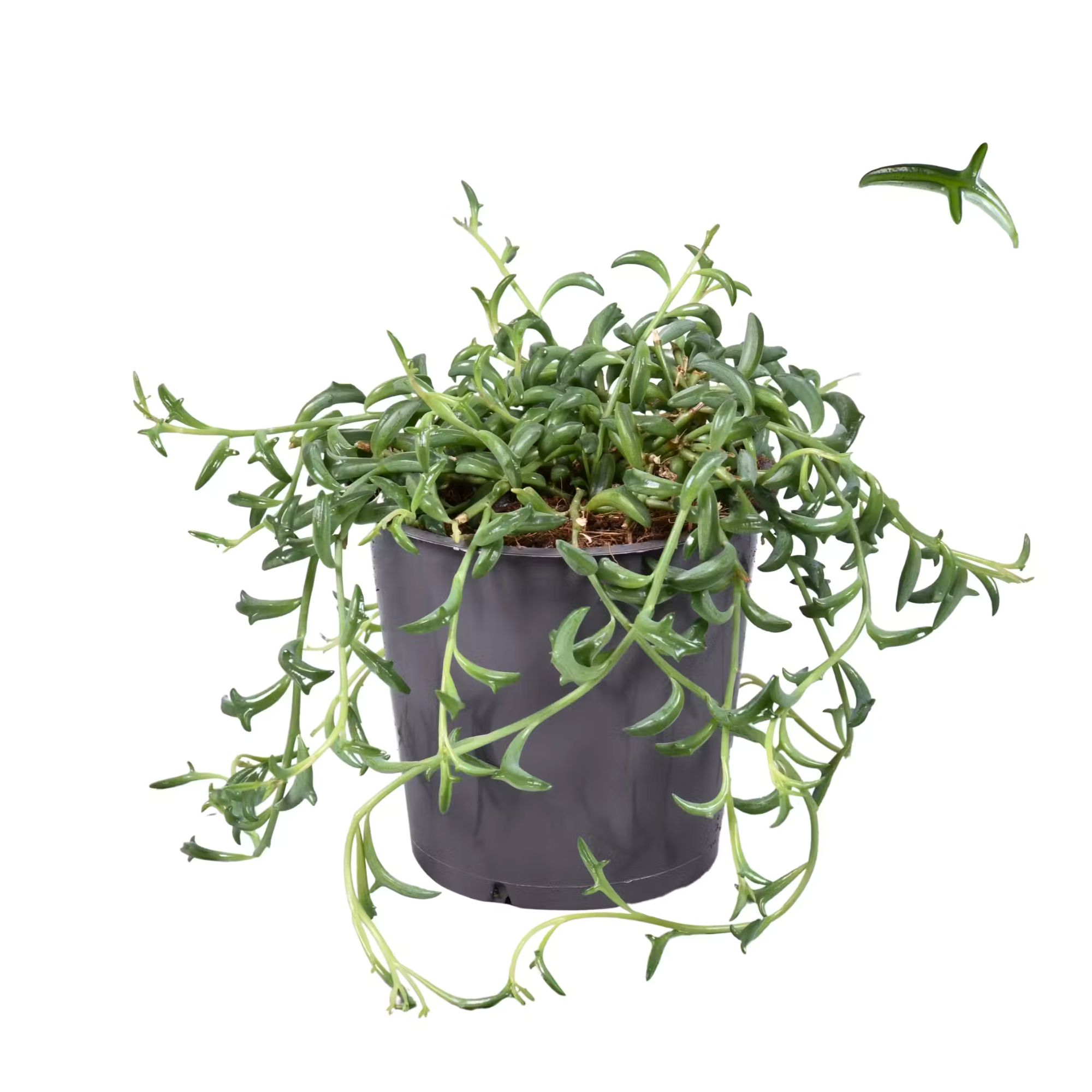 Senecio Peregrinus